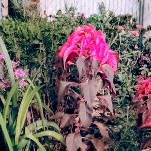 Molten Fire Amaranthus seeds.